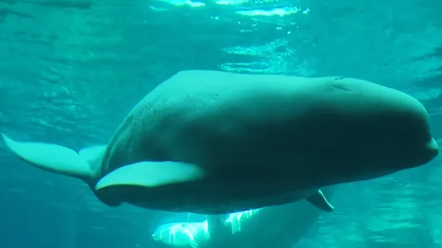 Two beluga whales rescued from a closed marine park arrive at Georgia Aquarium