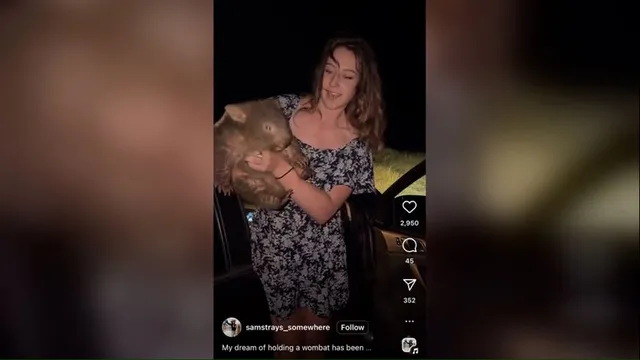 American tourist apologizes for stealing baby wombat in Australia