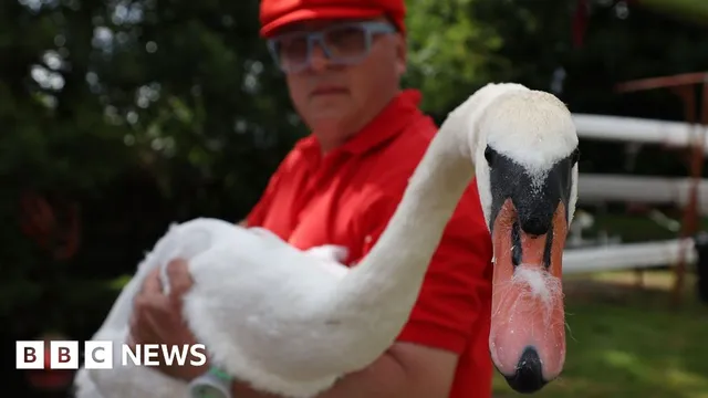 Decline in Swan Population Noted in Annual Census on the Thames