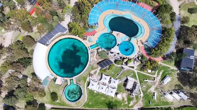 Activists push for Kshamenk’s freedom at Buenos Aires oceanarium