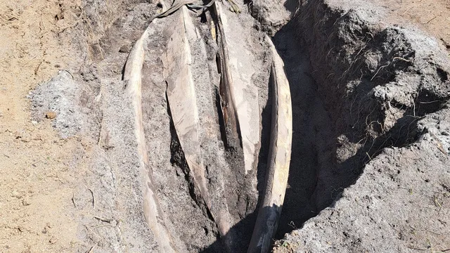 Scientists excavate two-tonne whale head in Cornwall for research and memorial