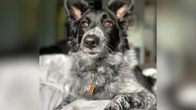 Owner shocked to learn dog acts completely different at boarding facility