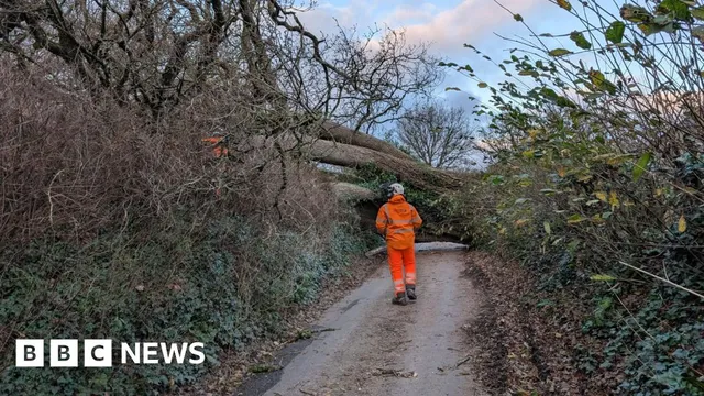 National Grid blames fallen trees for power issues in Devon and Cornwall