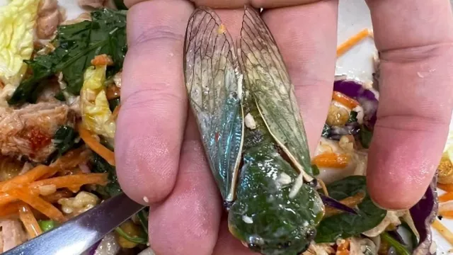 Customer horrified to find dead giant cicada in Woolworths salad