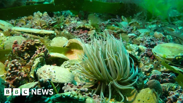 Rare Pink Calcified Seaweed Discovered Off South Cornwall Coast