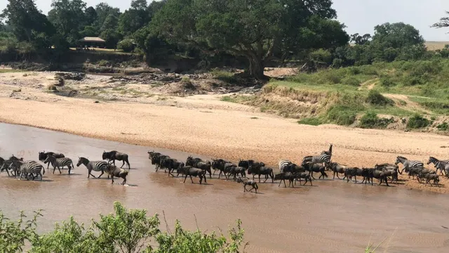 Kenya's Maasai Mara faces crisis as wildlife numbers plummet