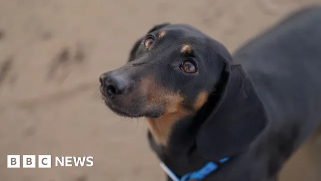 Jawbone discovery reveals early bond between humans and dogs