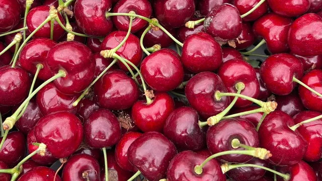 British cherry harvest hits record yield as season extends