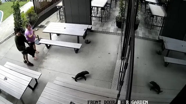 Baby seal surprises patrons by wandering into New Zealand bar
