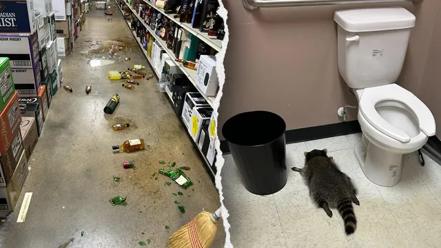 Raccoon breaks into liquor store and gets blackout drunk on Black Friday