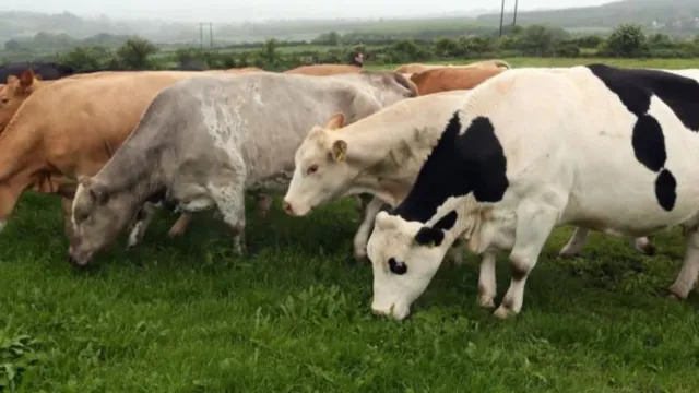 European Commission grants €32.5 million to Irish farmers amidst economic struggles