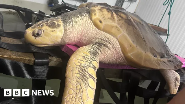 Rare turtle rhossi returns home after recovery in Wales