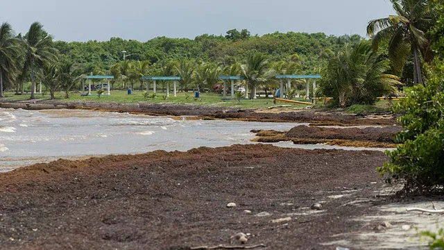 Record levels of sargassum threaten Caribbean tourism and coastal ecosystems