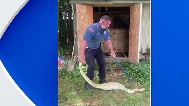 Residents shocked as 8-foot python found in New Jersey backyard