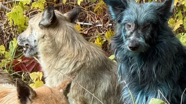 Scientists reveal blue dogs in Chernobyl are just dirty, not mutated