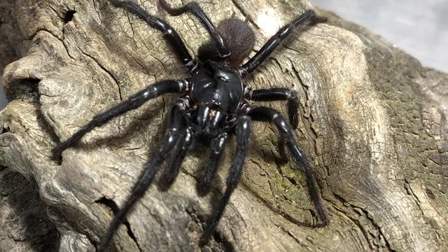 Larger and deadlier spider variant discovered near Sydney