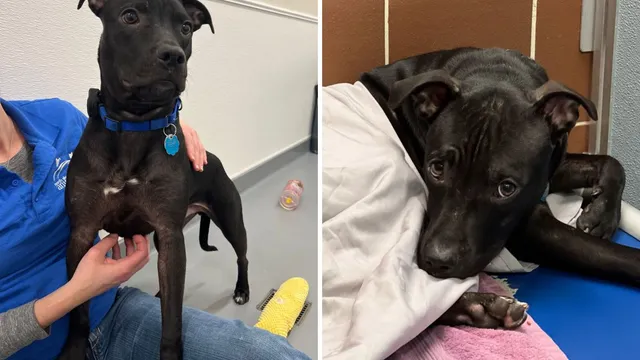Shy puppy left behind as his brother finds a home