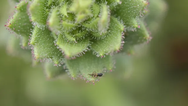Scientists confirm carnivorous plant in China supports Darwin's theory