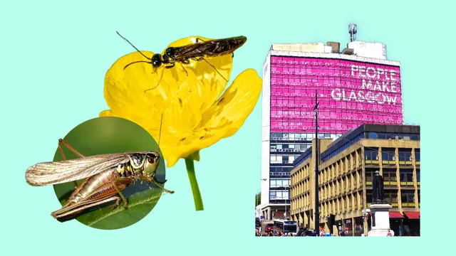 Glasgow plans to produce insect-based animal feed from city landmarks