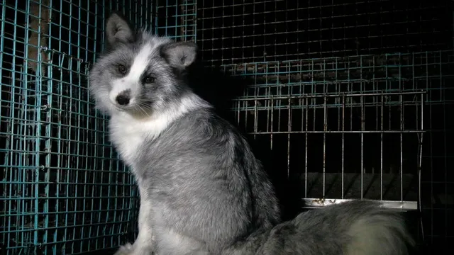 Shocking images expose cruelty at Finnish fur farms, prompting calls for EU ban