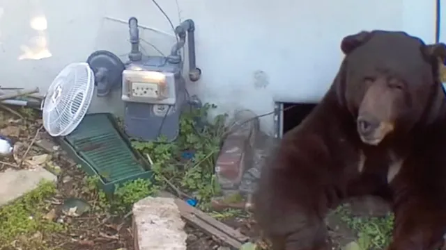 A black bear moves into California man's crawl space