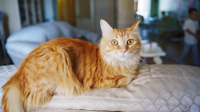 Pet owner shocked to find their cat is actually male after routine vet visit