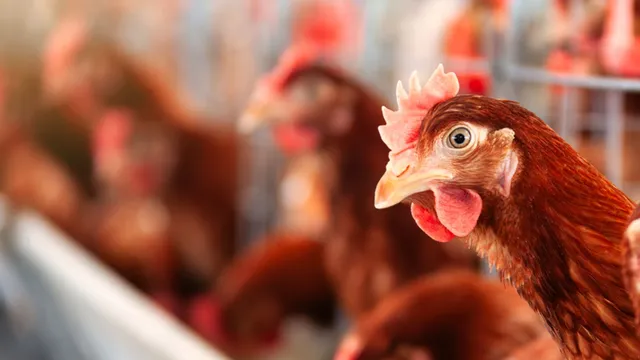 First bird flu case detected in Pennsylvania poultry farm