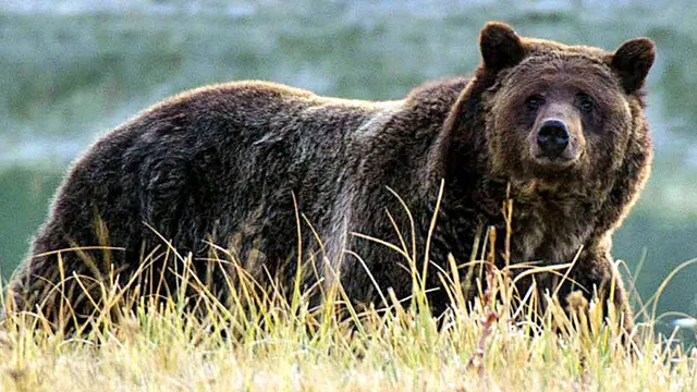 Grizzly bear attacks elk hunter in Idaho near Yellowstone