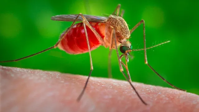 16 Suffolk Residents Test Positive for West Nile Virus This Summer