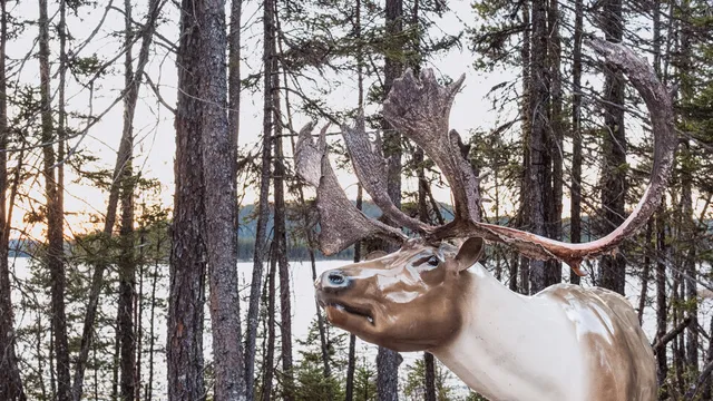 Canadian government threatens emergency measures for endangered Quebec caribou
