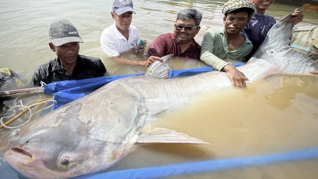 Conservationists celebrate the release of six critically endangered Mekong catfish in Cambodia