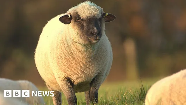 Dorset Down sheep invade Colchester park for winter grazing