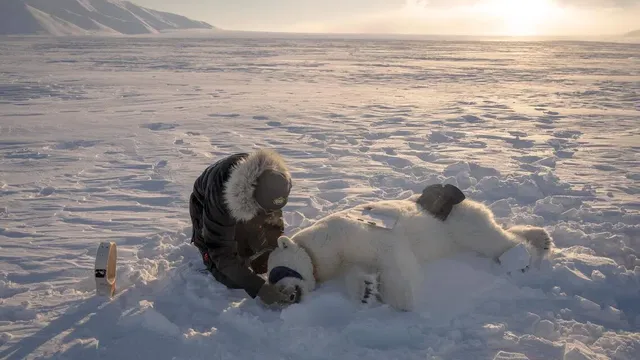 Polar bears thrive in Svalbard as sea ice disappears