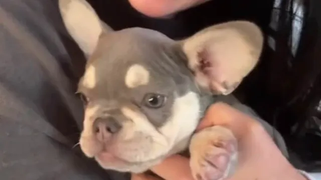 Lady Gaga Gets a New Puppy After Past Dog Incident