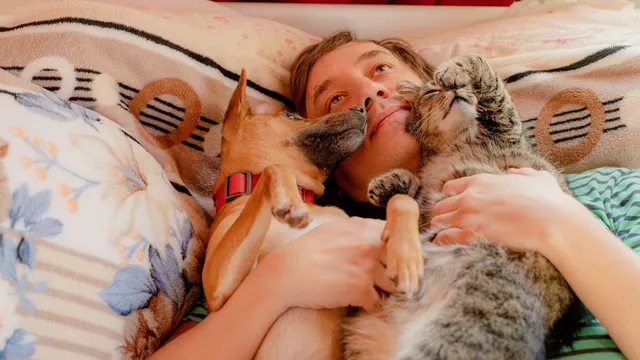 Cats may love you as much as dogs, says vet