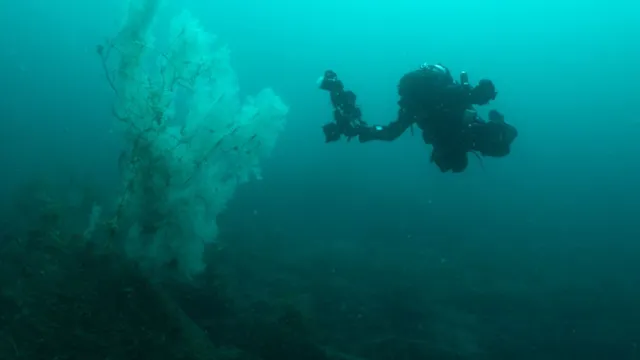Largest black coral discovered in New Zealand's Fiordland