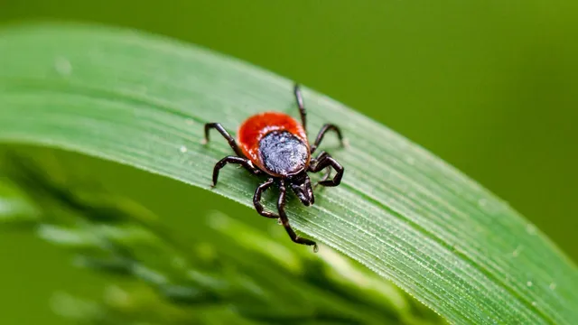 Rare Lyme disease strain detected for the first time in New York