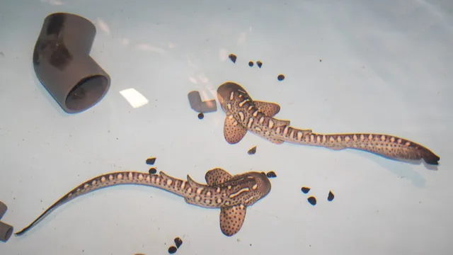 Scientists work to revive leopard shark populations in Indonesia