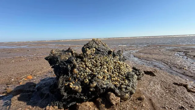 Plastic pellets spill endangers seabirds after ship collision