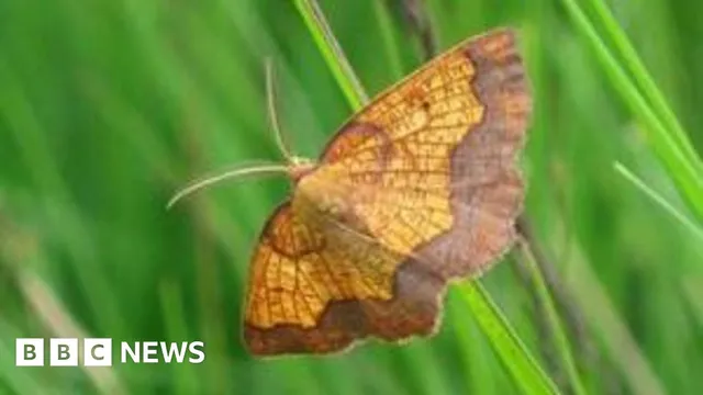 MoD Trains While Protecting Rare Moth