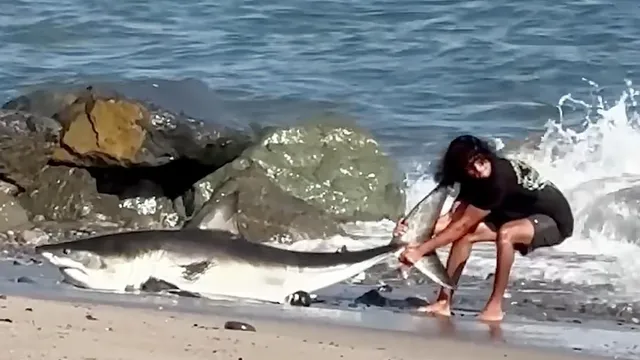 Fisherman rescues 8-foot great white shark on LA beach