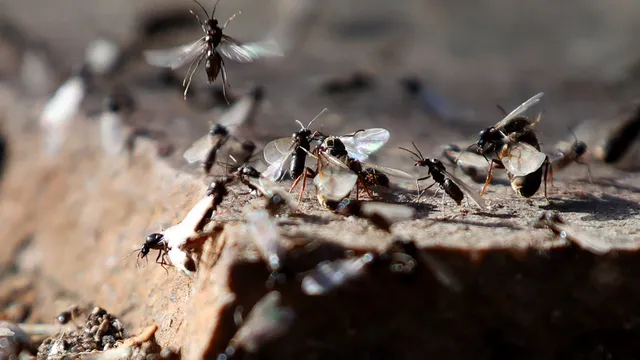 Swarms of giant flying ants disrupt UK weather radar
