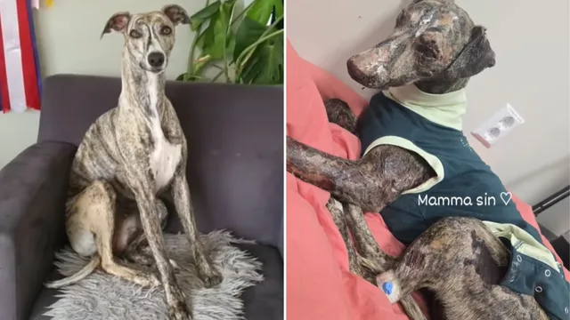 Whippet survives harrowing escape from house fire