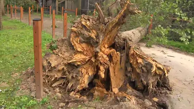 Springfield zoo closes after devastating storm damage
