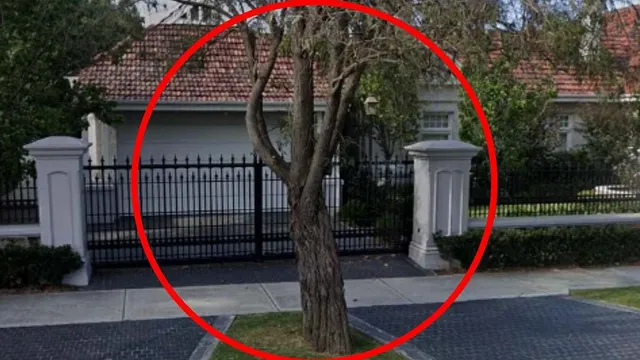 Billionaire couple wins tree removal battle over driveway issue