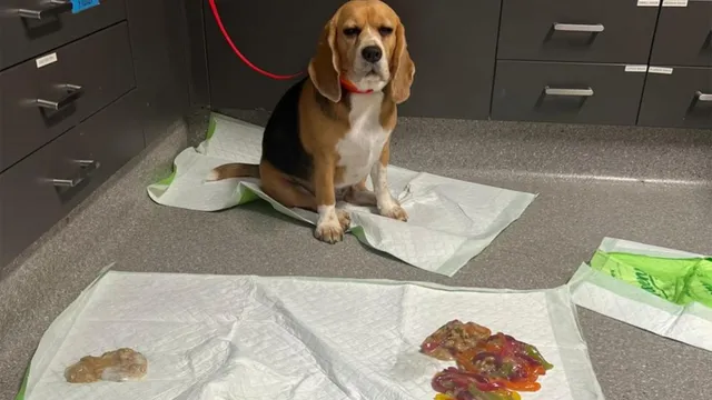 Beagle rushed to ER after devouring 2.4 pounds of gummy worms