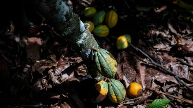 Ivory Coast buys unsold cocoa to save farmers from hardship