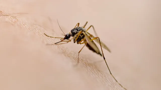 West Nile virus cases peak as summer ends