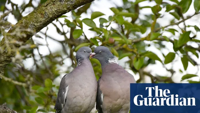 Wood pigeons engage in elaborate courtship rituals