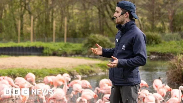 Free tickets disappear for WWT Washington Wetland Centre event